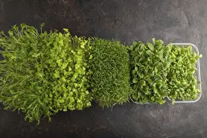 Chrysanthemum Flowers Drucke: Set of boxes with microgreen sprouts of spinach