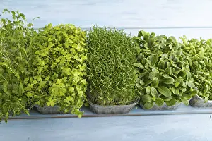 Chrysanthemum Flowers Drucke: Set of boxes with microgreen sprouts of spinach