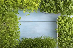 Chrysanthemum Flowers Drucke: Set of boxes with microgreen sprouts of spinach