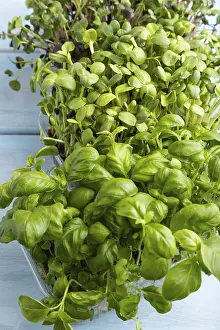 Sunflower Sprouts Drucke: Set of boxes with microgreen sprouts of sunflower
