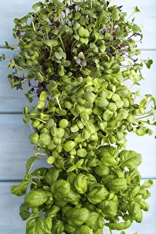 Flat Lay Food Images Drucke: Set of boxes with microgreen sprouts of sunflower