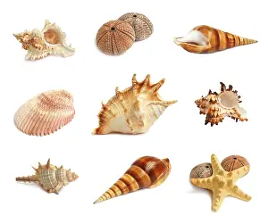 Marine Animals Drucke: Set of seashells, starfish and echinus on a white background