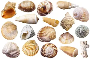 Mollusc Shells Drucke: Set of various mollusc shells individually on white background