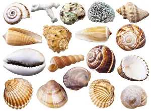 Meeresschnecke Drucke: Sammelung verschiedener Muschelschalen, gegen weißen Hintergrund.