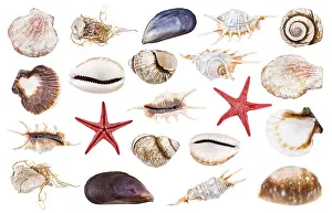 Meeresschnecke Drucke: Sammlung von verschiedenen Muscheln auf weißem Hintergrund