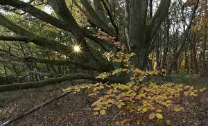 Atmospheric Evening Light Germany Drucke: Setting sun shining through an old oak tree