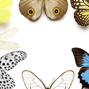 Flying Insects In Habitat Drucke: Sh_pKaYxo7A
