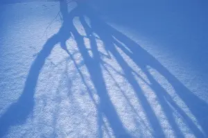 Snow Covered Trees Drucke: Shaddow of a tree on the snow