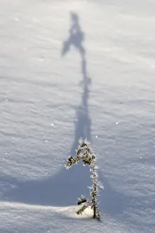 Lower Saxony Snow Scenes Drucke: Shadow-casting grasses in snow