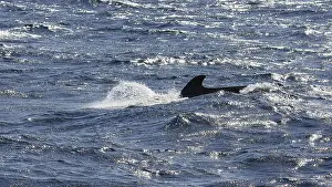 Whale Watching Tour Drucke: A shadow of a fin moves through the dark