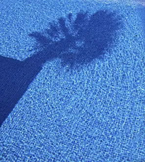 Deserted Pool Scene Drucke: Shadow of a palm tree in a pool