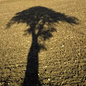 Symbolic Nature Photography Drucke: Shadow of a tree at sunset in a plowed field