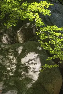 Central Europe Rock Formations Drucke: Shadows cast by green beech branches on rocks