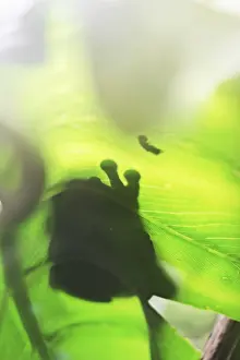 Batrachian Wildlife Drucke: Shadows from a frog and a insect on the green leaf