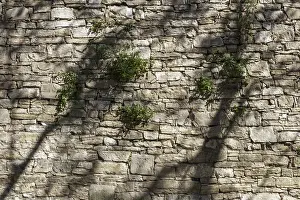 Deserted Wall Scene Drucke: The shadows of trees dancing on the wall