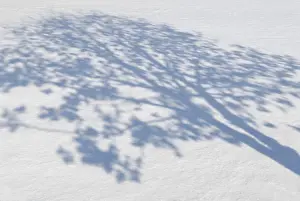 Winter Season Photography Drucke: Shadows of trees on snow