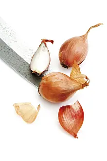 Vegetable Nutrition Drucke: Shallots (Allium ascalonium)