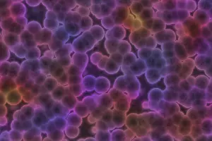 Contagious Disease Risk Drucke: Shape of bacterial cell: cocci