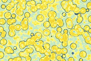 Cocci Bacteria Drucke: Shape of bacterial cell: cocci