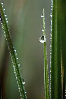 Empty Waterfront Landscape Photo Drucke: Sharp blade of grass with dew drops, Germany