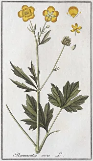 Ranunculus Acris Drucke: Sharp buttercup (Ranunculus acris)