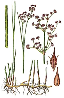 Natural Remedy Herbs Drucke: Sharp-flowered rush (Juncus acutiflorus)