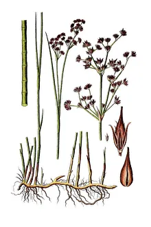 Sharp-flowered rush (Juncus acutiflorus)