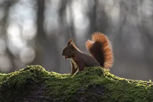 Drucke von Die scharfen, knirschenden Zähne des Eichhörnchens (Sciurus vulgaris) können gegen das Licht gesehen werden, gegen die leichte, süße, niedliche Februar in Deutschland Rotes Eichhörnchen Drucke: Die scharfen Kauzähne des Eichhörnchens (Sciurus vulgaris) können gegen das Licht gesehen werden
