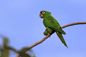 Brazilian Natural Landmarks Drucke: Sharp-tailed Parakeet (Thectocercus acuticaudatus)
