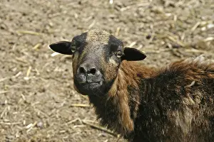 Farm Animals Drucke: Sheep