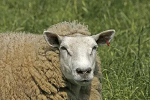 Animal Husbandry Photos Drucke: Sheep