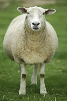 Domestic Sheep Breeds Drucke: Sheep