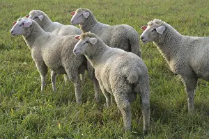 Gerahmter Druck : Sheep Gerahmter Druck : Sheep
