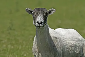 Cornwall Landscape Photography Drucke: Sheep in Bodmin Moor, Cornwall