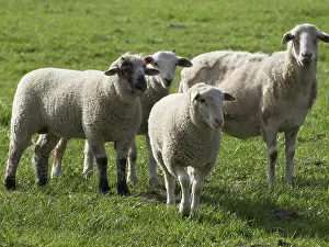 German Livestock Breed Drucke: Four sheep of different sizes on a green meadow