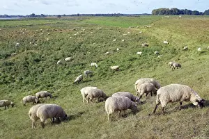 Sheep On Dike Drucke: Sheep on the dike, dike maintenance