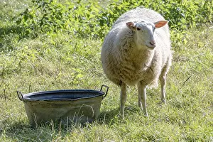 Animal Husbandry Practices Drucke: Sheep on dike eats grass