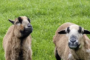 Drucke von Schafe auf dem Deich fressen Gras Schafe Drucke: Schafe auf dem Damm fressen Gras.