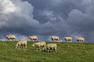 Domestic Sheep Breed Drucke: Sheep on the dyke in front of clouds