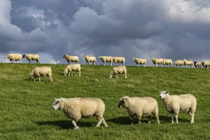 Domestic Sheep Breed Drucke: Sheep on the dyke in front of clouds
