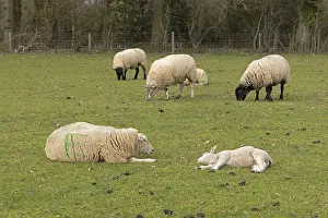 Cute Lamb Pictures Drucke: Sheep, ewe and lamb lying side by side