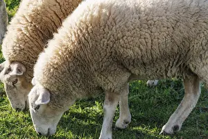 Munsterland Livestock Farming Drucke: Two sheep feeding close together
