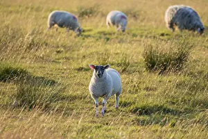 Schafe in einem Feld als die Sonne untergeht.