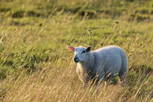 Domestic Sheep Farming Drucke: Sheep in a feild as the sun goes down