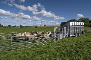 Domestic Sheep Europe Drucke: Sheep in Ferch in front of loading on pasture