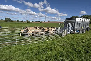 Animal Husbandry Practices Germany Drucke: Sheep in Ferch in front of loading on pasture