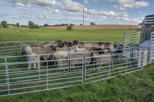 Northern German Farm Animals Drucke: Sheep in Ferch in front of loading on pasture