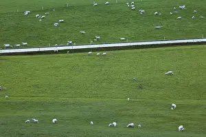 Sheep In A Field Drucke: Sheep in a field