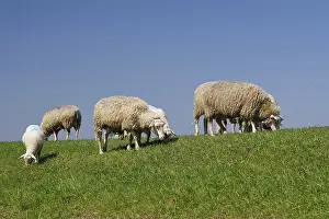 German Livestock Farming Practices Drucke: Several sheep grazing on a dike