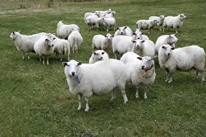 Stock Farming Animals Drucke: Sheep in Hoddevik